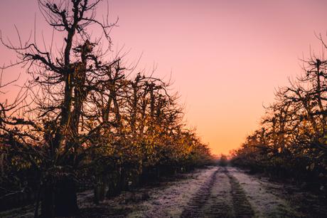 Novemberblues weicht kurzfristig grandiosem Sonnenaufgang in den Apfelplantagen im Alten Land