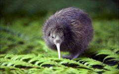 Naturschutz Nachrichten Neuseeland
