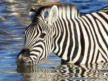 Zebra-Okaukuejo