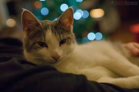 Richie´s Blick auf die Welt #Katzen #Weihnachten #Liebe
