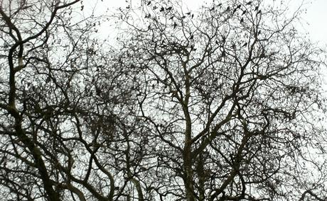 Foto: Schlafbaum der Dohlen