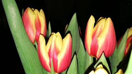 Foto: Rotgelbe Tulpen