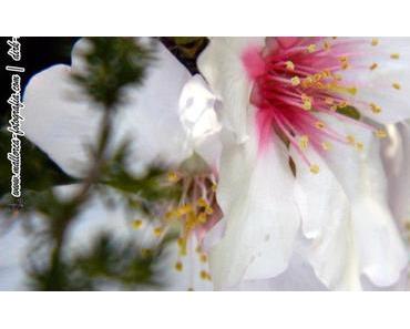 Geschmack der Insel – Mandelblüte auf Mallorca