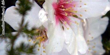 Geschmack der Insel – Mandelblüte auf Mallorca