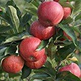 Apfelbaum Gala süßer Herbstapfel sehr beliebter Kinderapfel Buschbaum 120 - 150 cm 10 Liter Topf M7