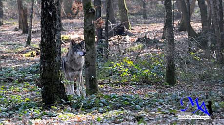 In Sachsen soll schon wieder ein Wolf erschossen werden! Bitte werden Sie aktiv 