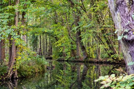 Die Pfeiffers im Spreewald – von historischen Mühlen und wunderschöner Natur