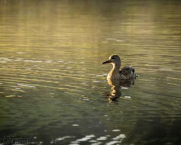 Richie´s Blick auf die Welt #Haidmühle #BayerischerWald #Natur