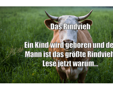Story: Das Rindvieh
