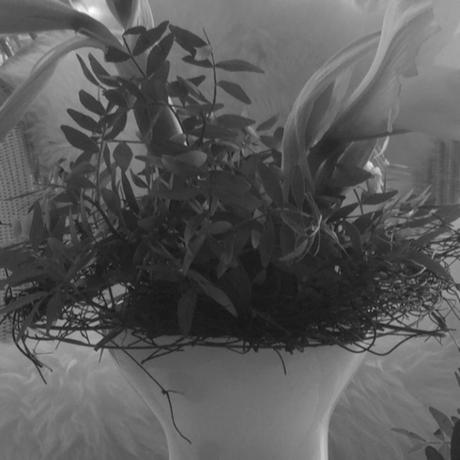 Friday-Flowerday – oder – Winterweiße Amaryllis