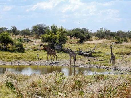 Giraffen-Groot-Okevi-Namutoni
