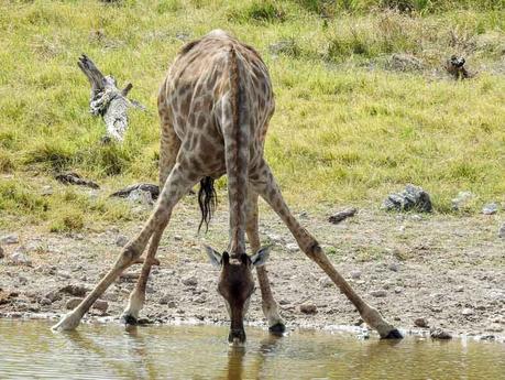 GiraffeGroot-Okevi-Namutoni