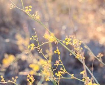 Wellness Weekend – Smoothie Challenge Fazit