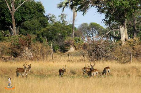 Okavango Delta – Safari zu Fuß und mit dem Mokoro