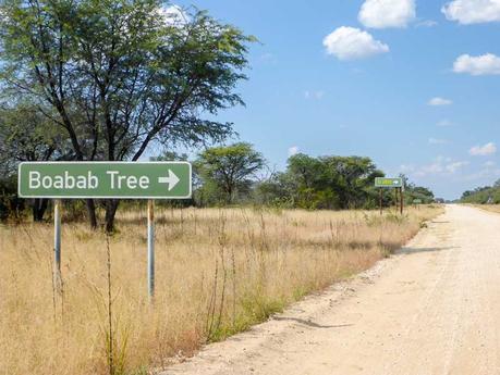 Grootfontein-Baobab-Tree-02
