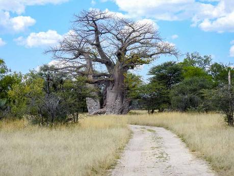 Grootfontein-Baobab-Tree-04
