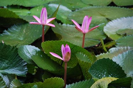 10_rosa-Blumen-Botanischer-Garten-Pamplemousses-Mauritius