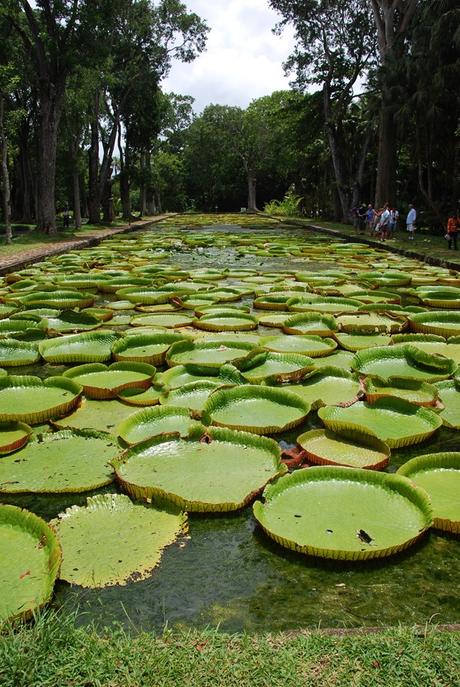 08_Seerosen-Botanischer-Garten-Pamplemousses-Mauritius