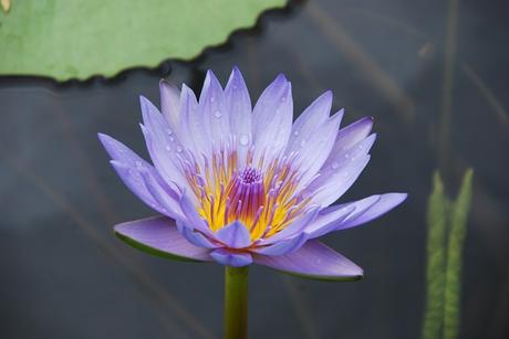 11_lila-Blume-Botanischer-Garten-Pamplemousses-Mauritius