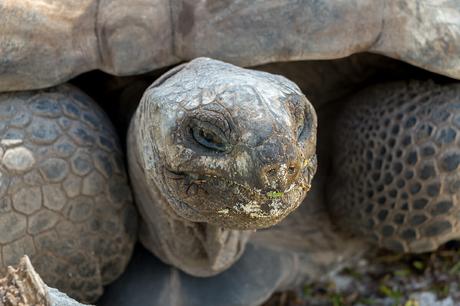 Während eines Seychellen-Urlaubes wirst du den Riesen-Schildkröten begegnen
