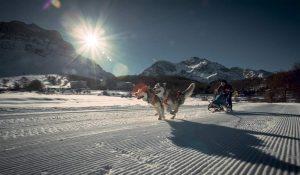 Alaskan Malamute Schlittenhunde, Alpe Giumello