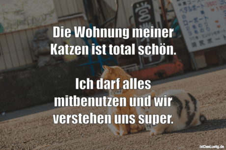 Lustiger BilderSpruch - Die Wohnung meiner Katzen ist total schön.  Ich...