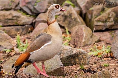 Richie´s Blick auf die Welt #Palmengarten #Frankfurt #MeineFrauistaufMesse