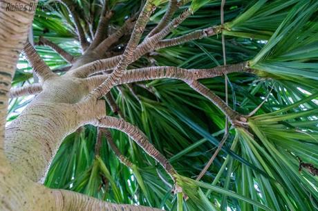 Richie´s Blick auf die Welt #Palmengarten #Frankfurt #MeineFrauistaufMesse
