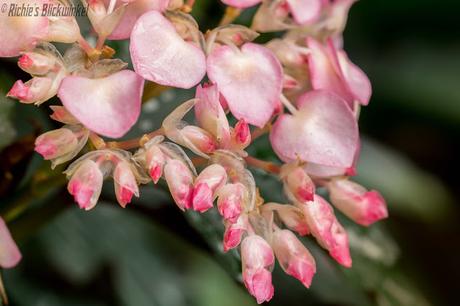 Richie´s Blick auf die Welt #Palmengarten #Frankfurt #MeineFrauistaufMesse