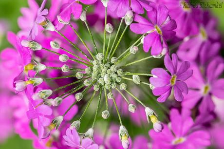 Richie´s Blick auf die Welt #Palmengarten #Frankfurt #MeineFrauistaufMesse