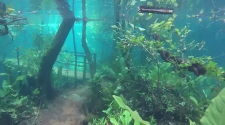 Wie im Aquarium: Überfluteter Wanderweg in Brasilien