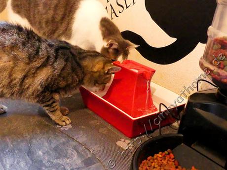 Dank dem Trinkbrunnen Pagode von PetSafe trinken meine Katzen nun genug #Drinkwell #Haustier #Trinkenistwichtig