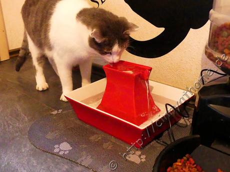 Dank dem Trinkbrunnen Pagode von PetSafe trinken meine Katzen nun genug #Drinkwell #Haustier #Trinkenistwichtig