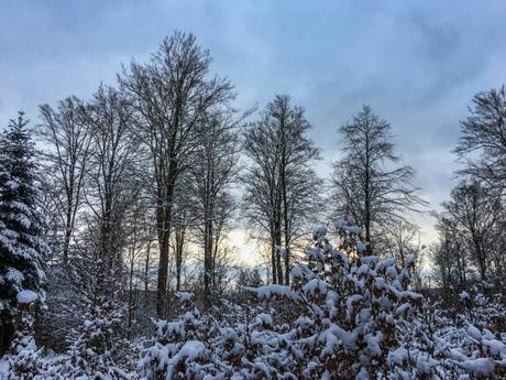 Winterwunderland Hunsrück – Die Traumschleife Börfinker Ochsentour