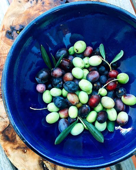 olivenernte-frankreich-hausgemacht-confiture-de-vivre
