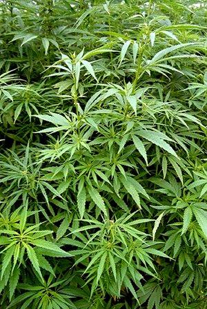 Heute ist Cannabis-Tag im Parlament
