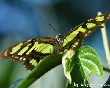 Urlaubserinnerungen....