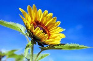 Sonnenblume - Bild