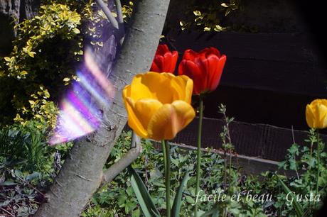 Foto-Experiment Free-Lensing