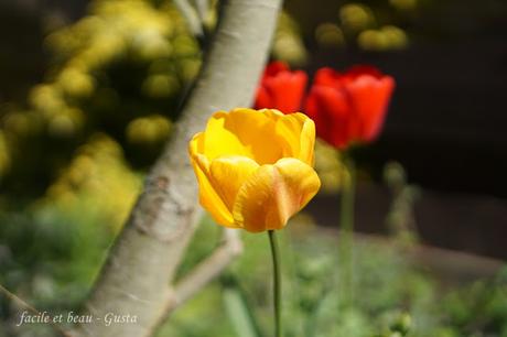 Foto-Experiment Free-Lensing