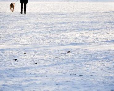 the.daily.pedestrian 64 | 365  one pic a day 2018