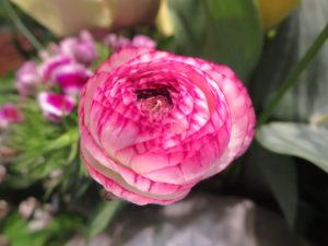Was bedeuten Ranunkeln in der Blumensprache?