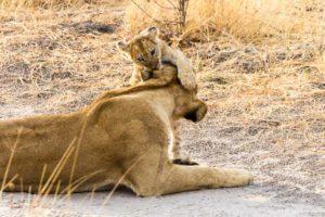 Botswana Savute Chobe Nationalpark Löwe