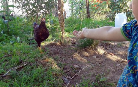 Verrückt: Keiner will Ostereier von Käfig-Hühnern, aber wir kaufen sie trotzdem