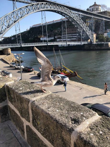|Travel| Roadtrip durch Portugal Teil 3 - Porto Special -