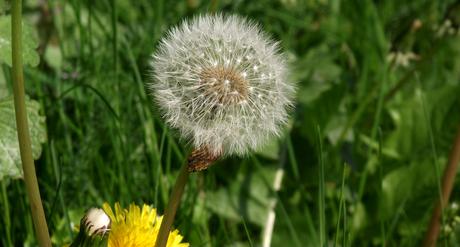 Foto: Pusteblume