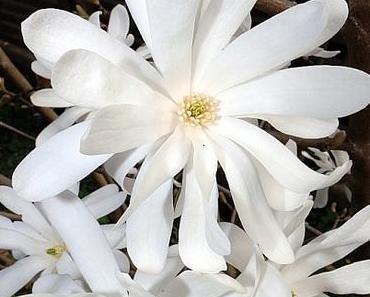 Meine Sternmagnolie