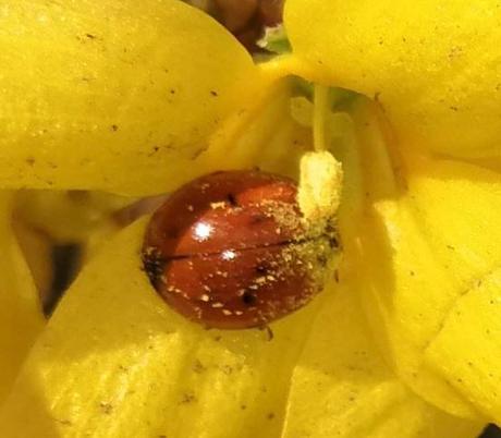 Foto: Ladybug in Forsythierblüte