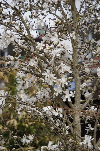 Frühling vor der Haustür Frühling vor der Haustür