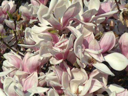 magnolie03